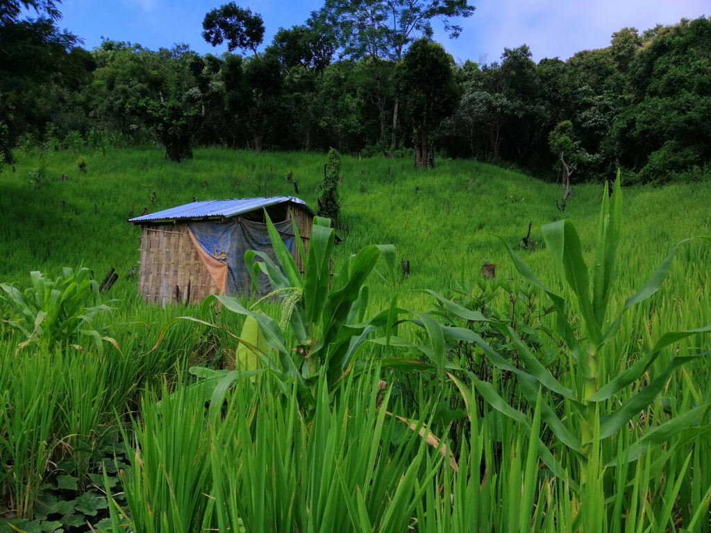 ကန်ပက်လက်မြို့နယ်ရှိတောင်ယာစိုက်ခင်း တစ်နေရာကို တွေ့ရစဉ်